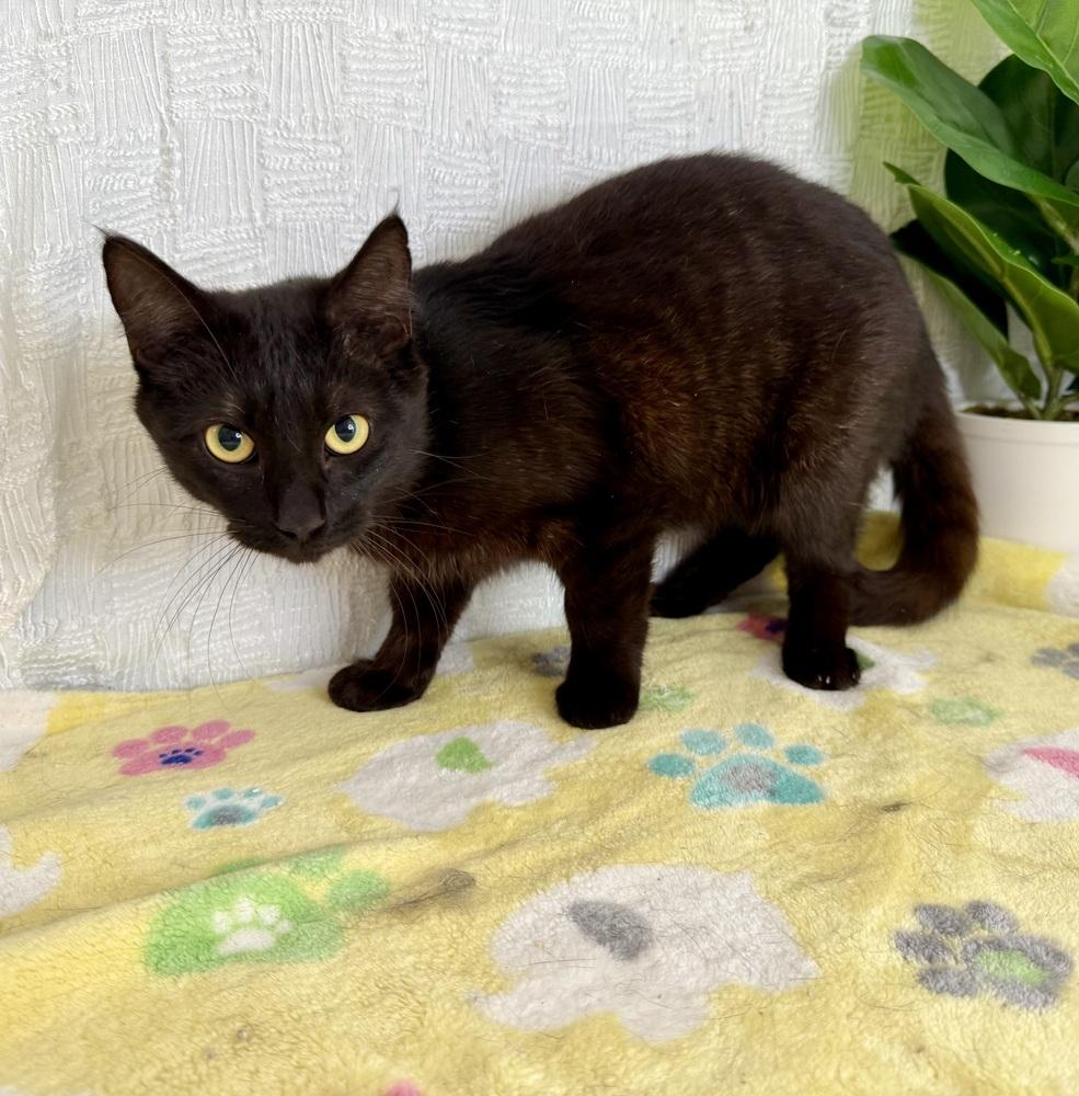 Klaus, a Adoptable Domestic Short Hair in Keene, NH image 3/5