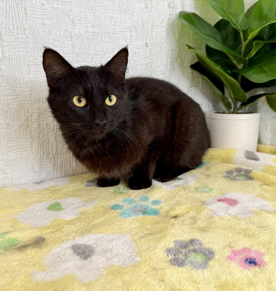 Klaus, a Adoptable Domestic Short Hair in Keene, NH image 4/5