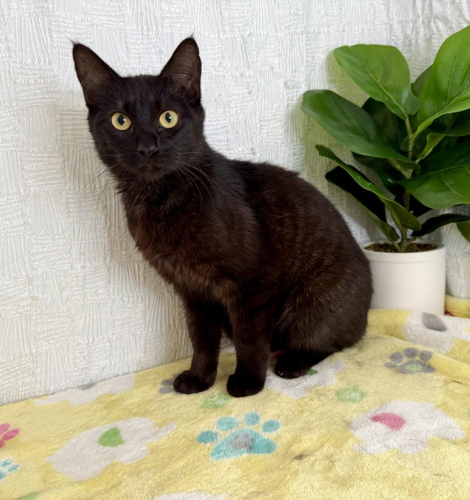 Klaus, a Adoptable Domestic Short Hair in Keene, NH image 5/5