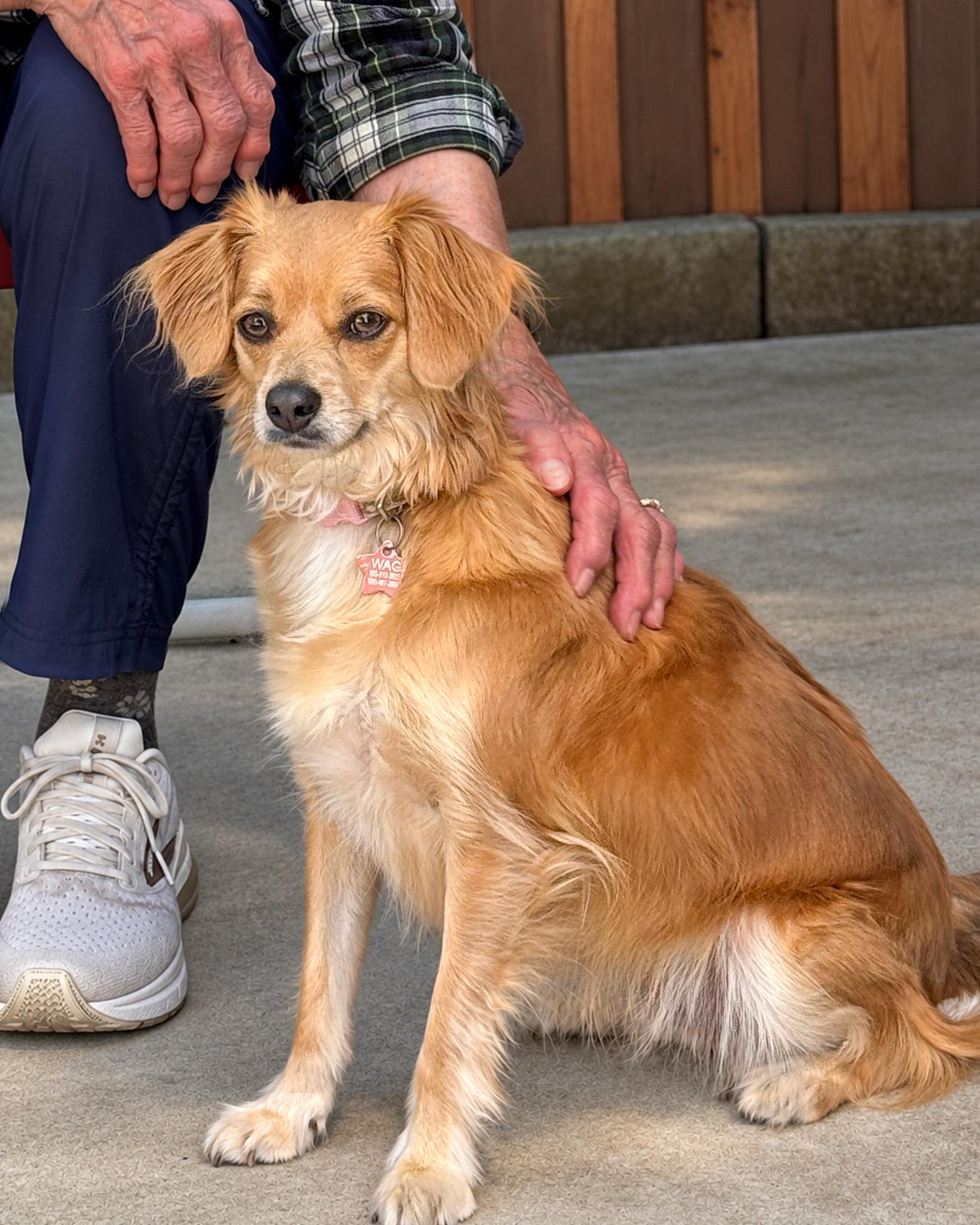 Enlarge Bella, a Adopted mixed breed in Sequim, WA image 2/2