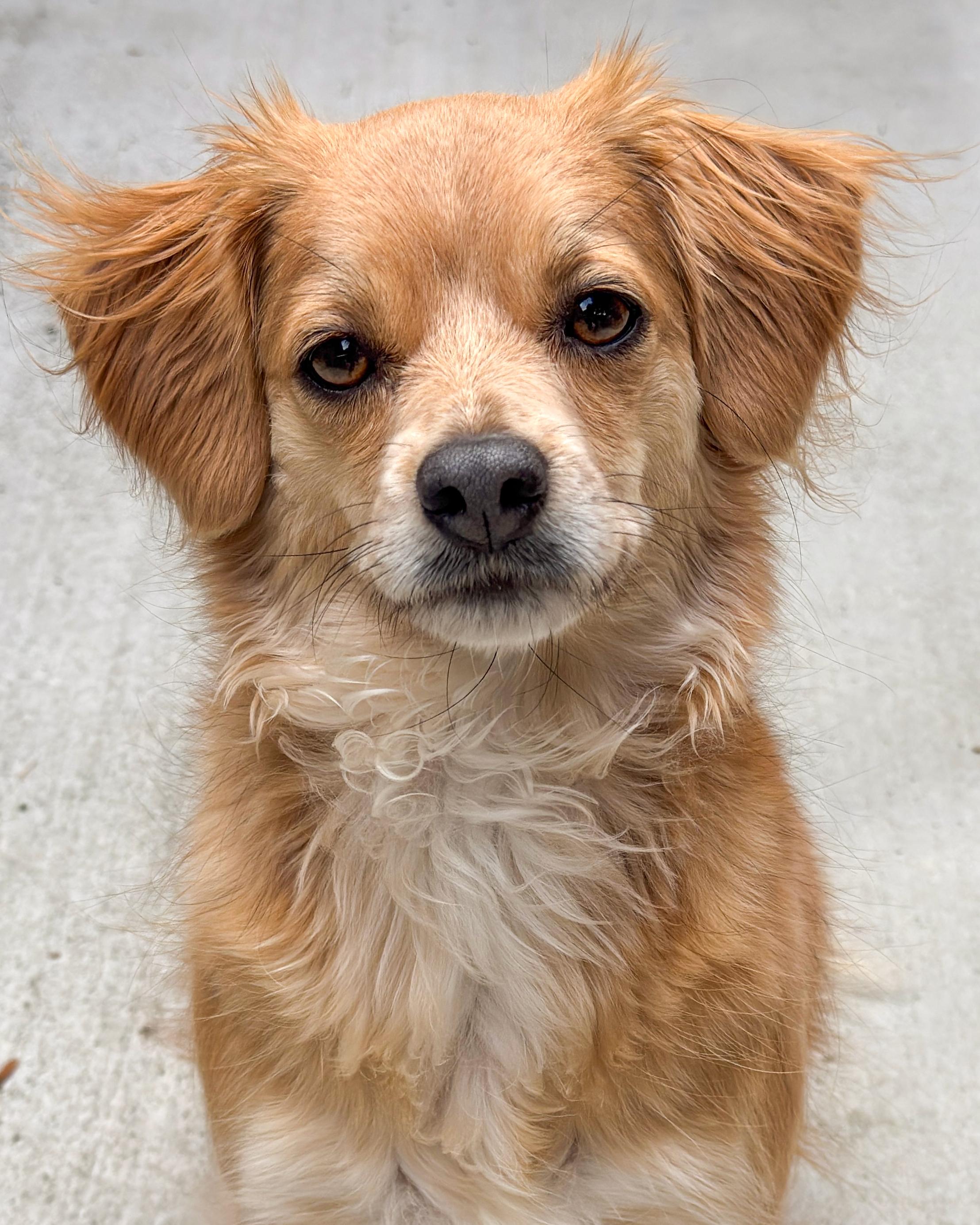 Enlarge Bella, a Adopted mixed breed in Sequim, WA image 1/2