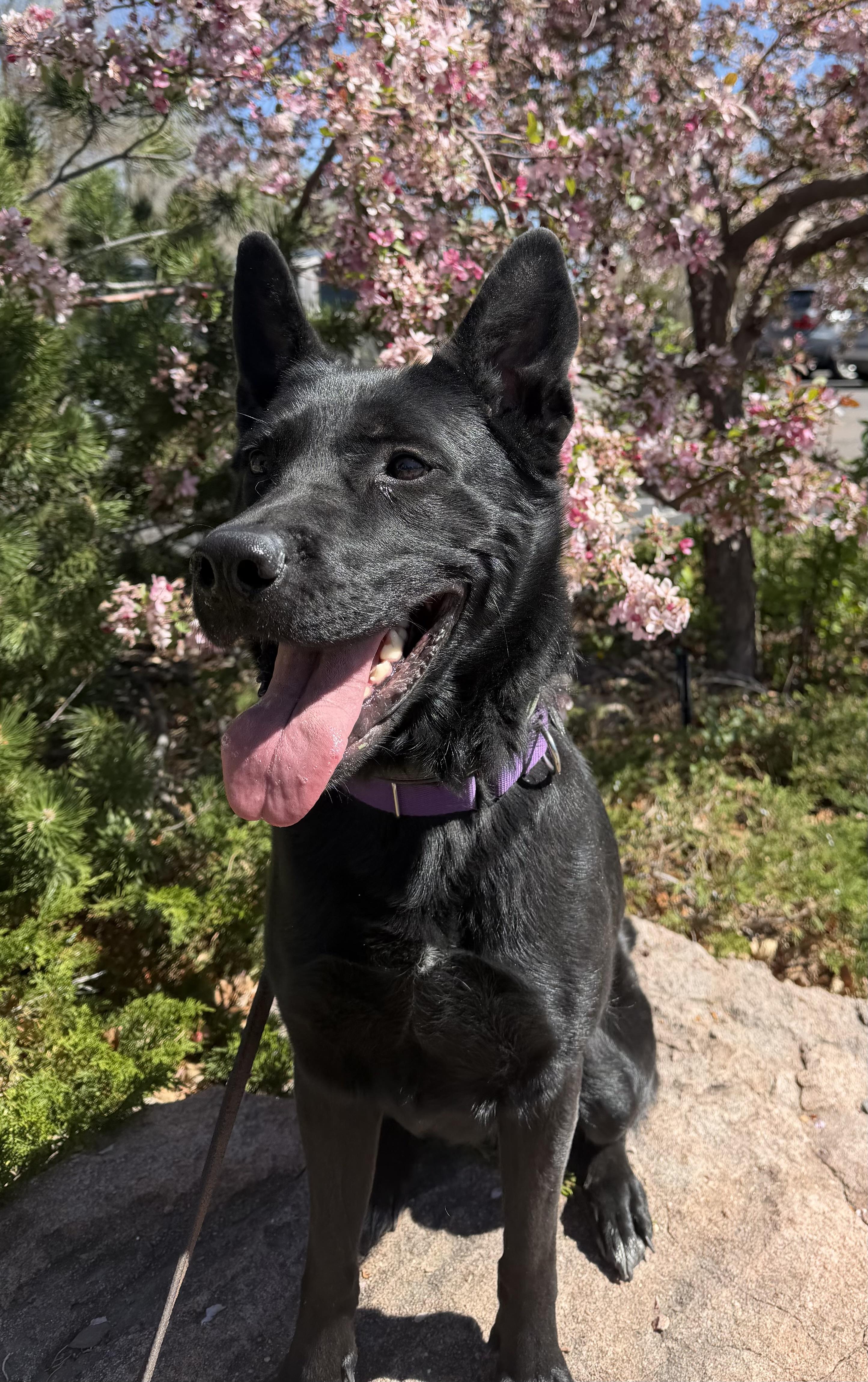 Wednesday, Adoptable, Adult Female German Shepherd Dog & Husky.