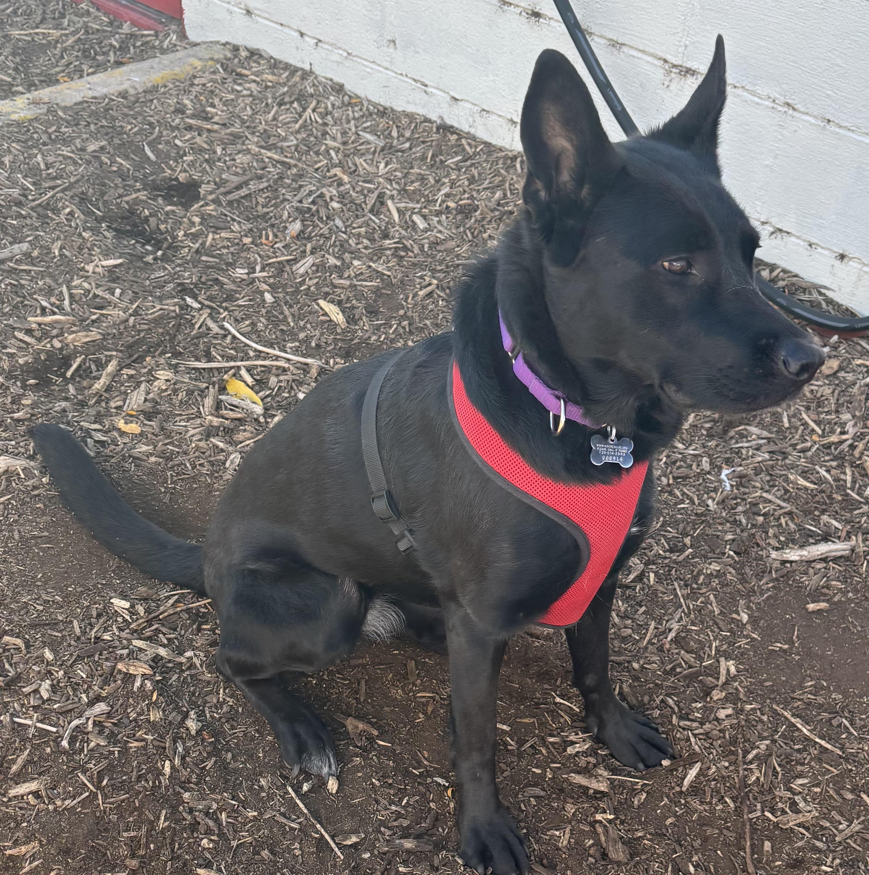 Enlarge Wednesday, a Adoptable mixed breed in Lakewood, CO image 2/3