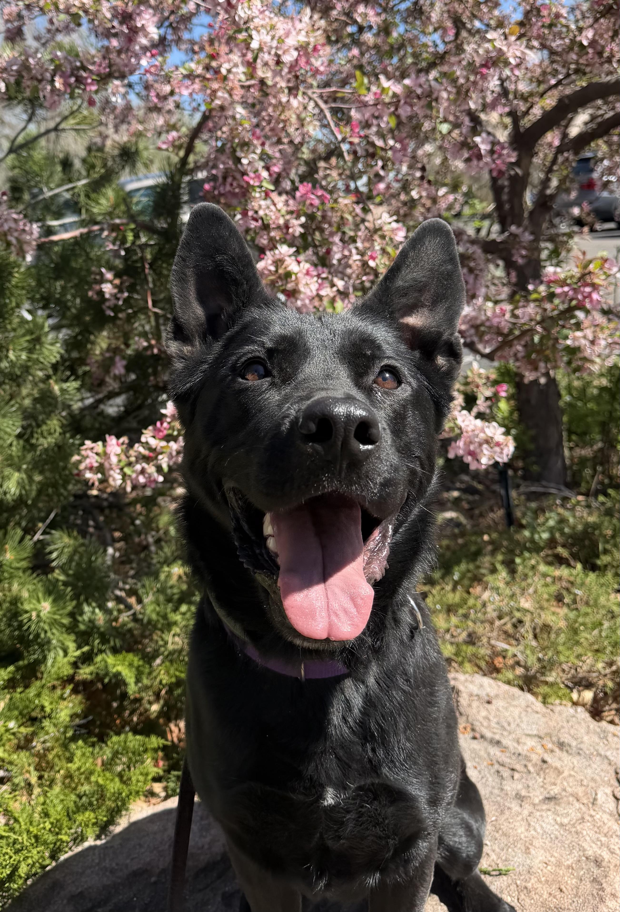 Enlarge Wednesday, a Adoptable mixed breed in Lakewood, CO image 2/4