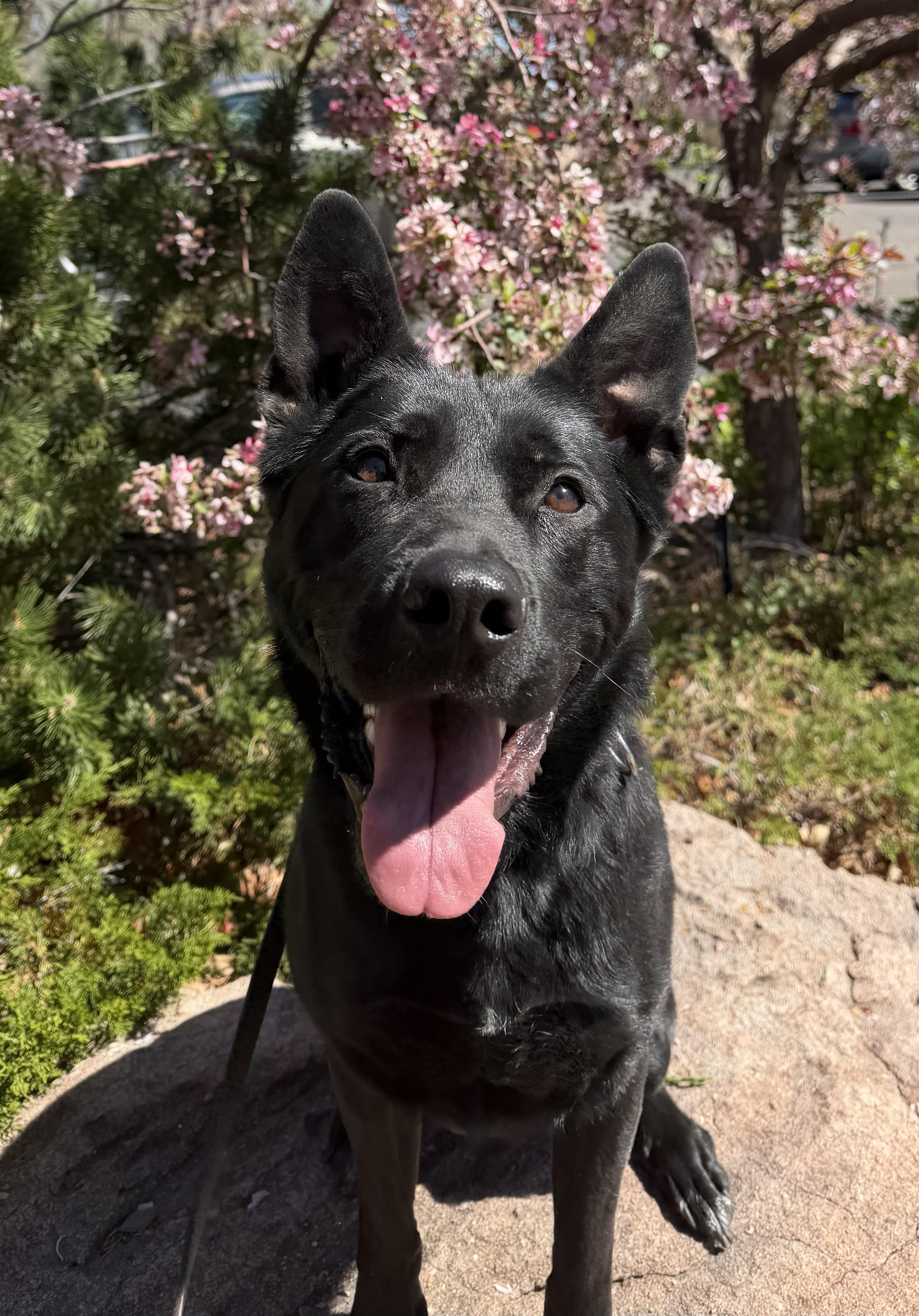 Enlarge Wednesday, a Adoptable mixed breed in Lakewood, CO image 3/4