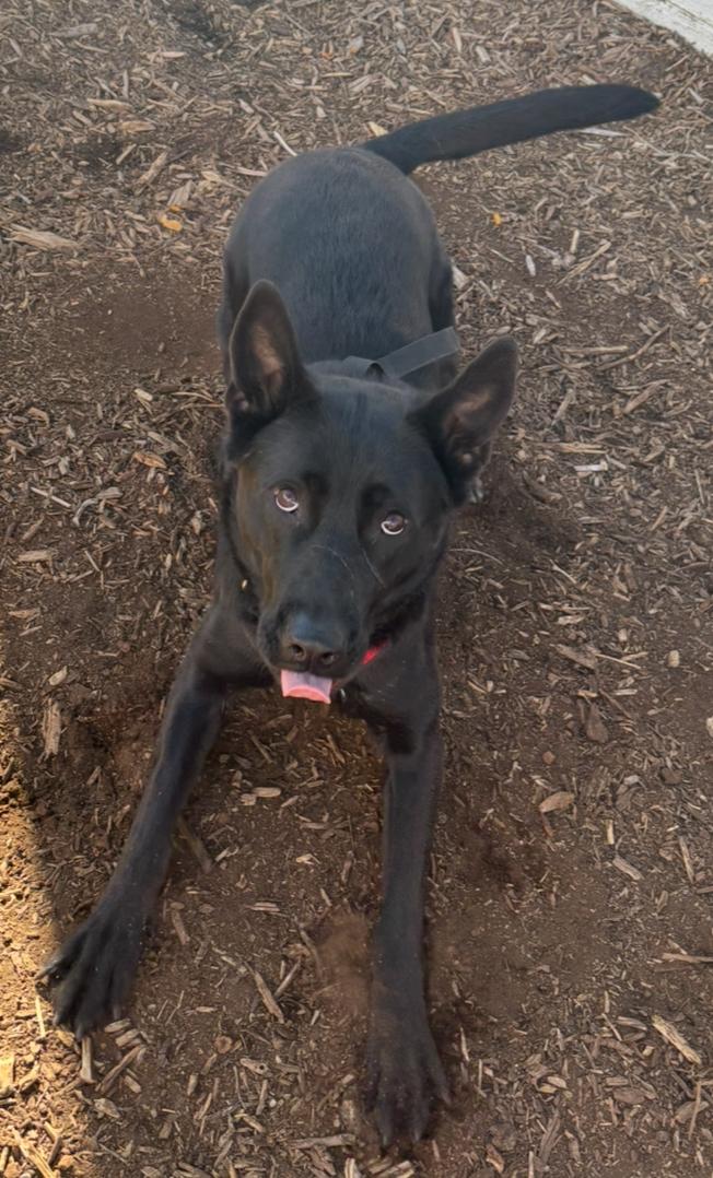 Enlarge Wednesday, a Adoptable mixed breed in Lakewood, CO image 3/3