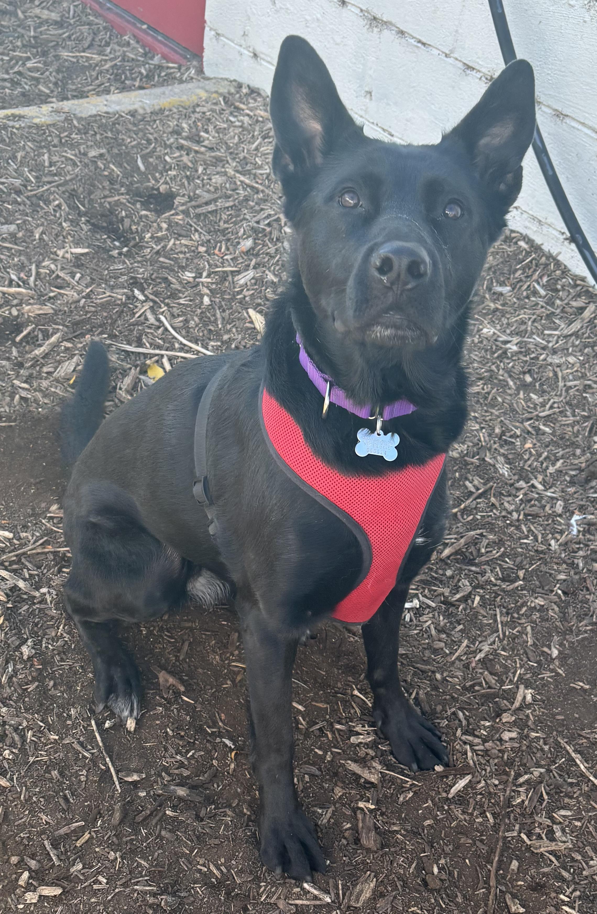 Wednesday, a Adoptable mixed breed in Lakewood, CO image 3/6