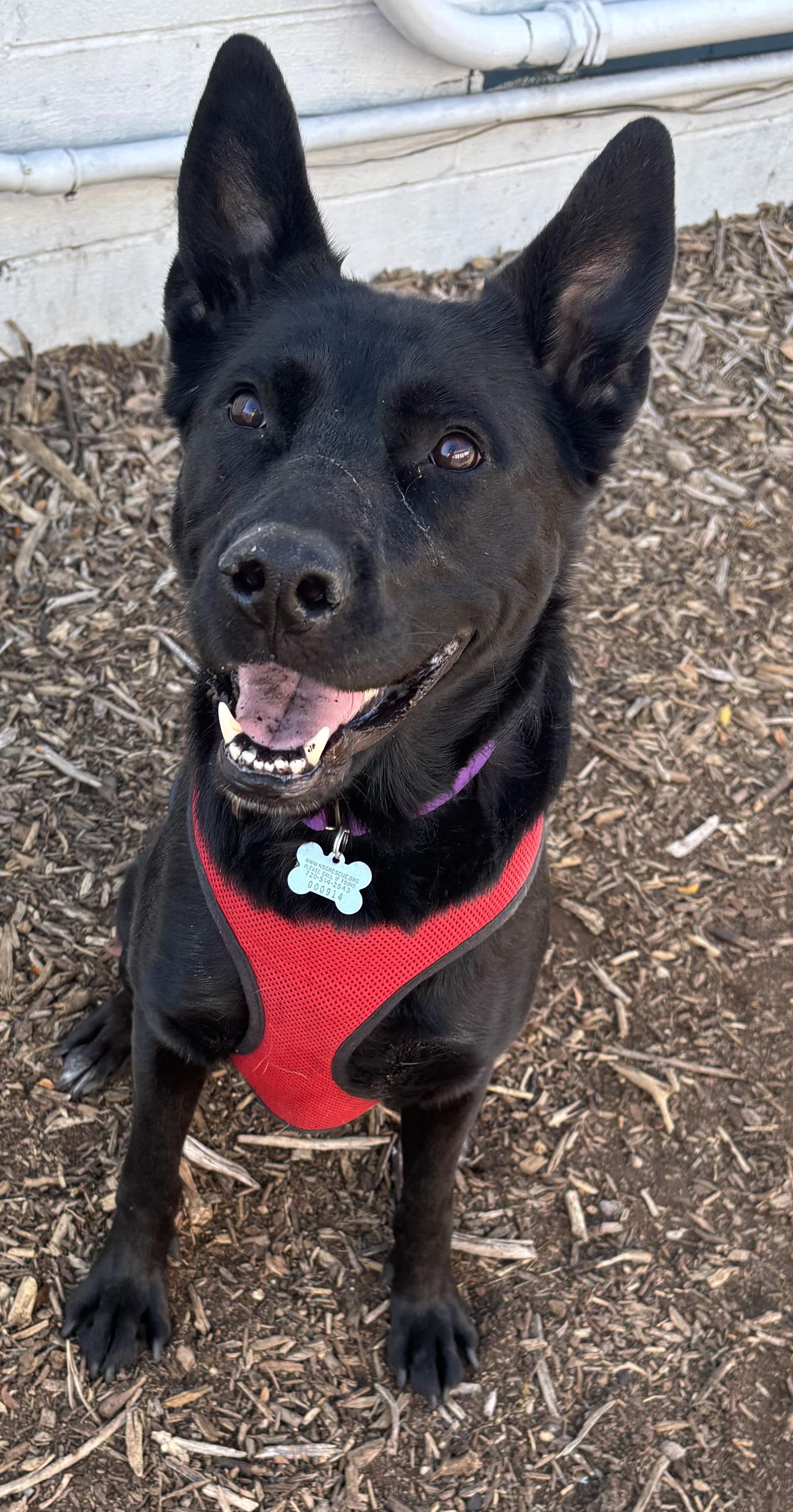 Wednesday, Adoptable, Adult Female German Shepherd Dog & Husky.