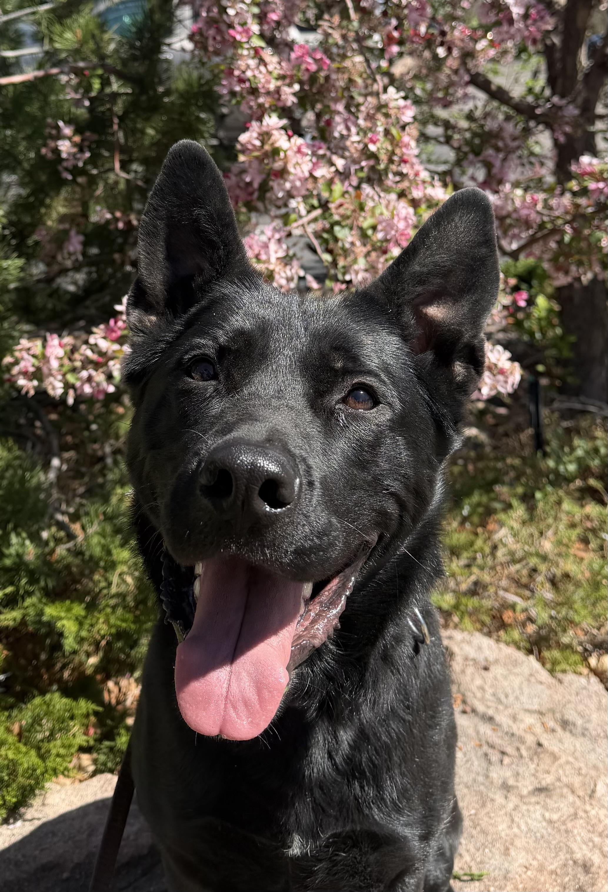 Enlarge Wednesday, a Adoptable mixed breed in Lakewood, CO image 4/4