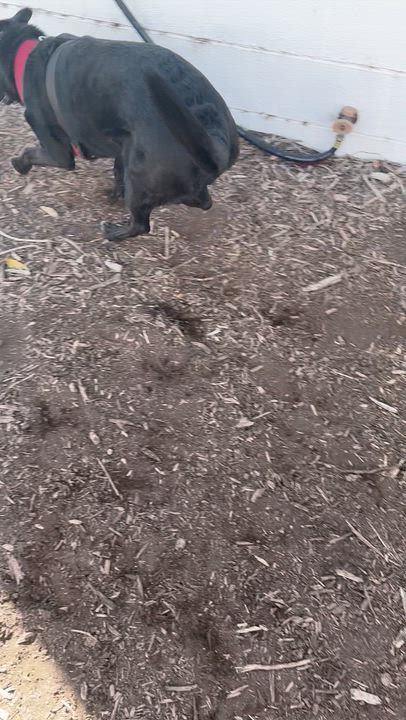 Enlarge Wednesday, a Adoptable mixed breed in Lakewood, CO video 6/6