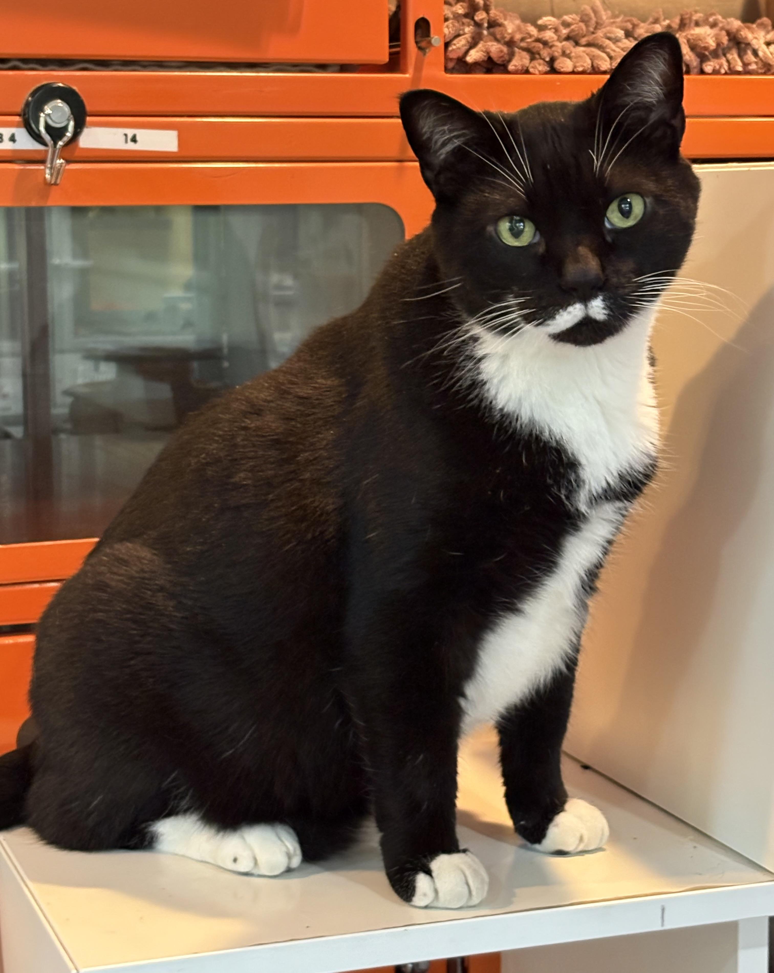 Enlarge Buddy, a Adoptable Domestic Short Hair in Ridgefield, CT image 2/5
