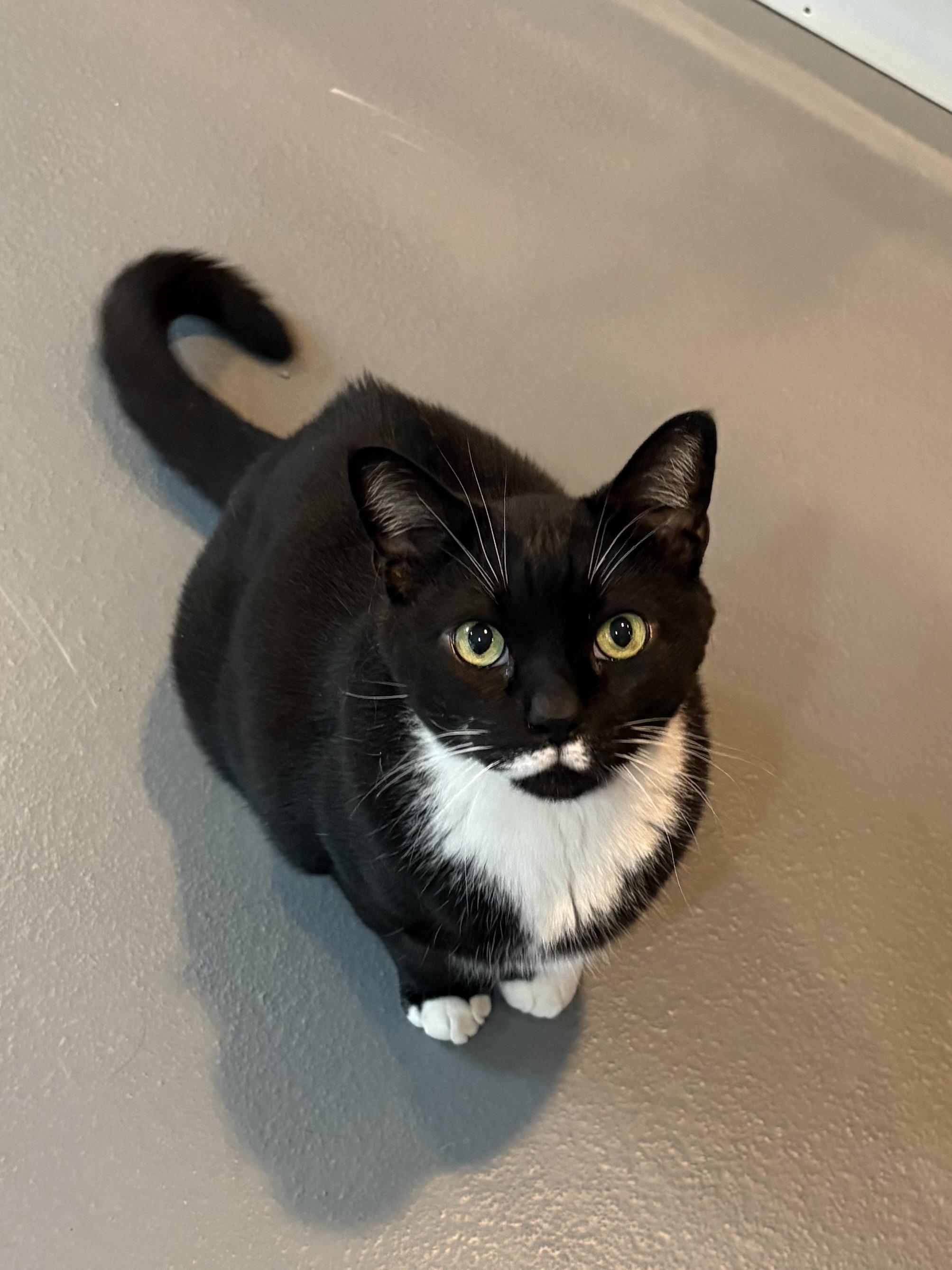 Enlarge Buddy, a Adoptable Domestic Short Hair in Ridgefield, CT image 4/5