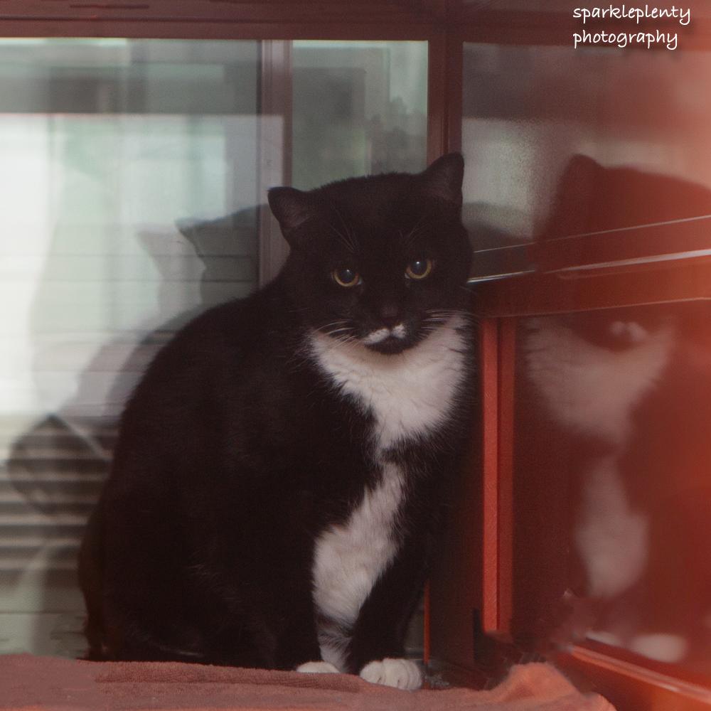 Buddy, an adoptable Domestic Short Hair in Ridgefield, CT image 2/2