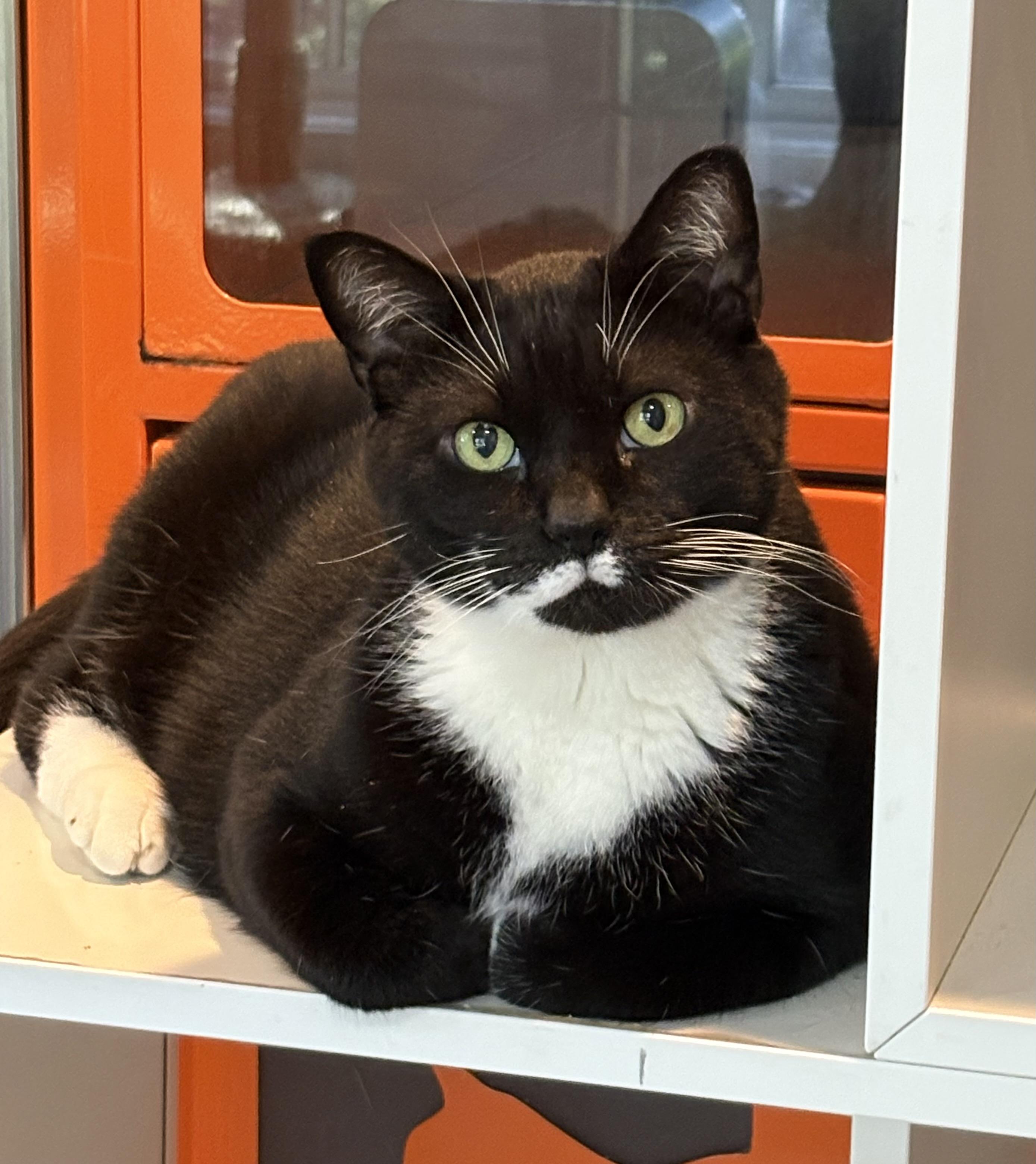 Buddy, Adoptable, Senior Male Domestic Short Hair.