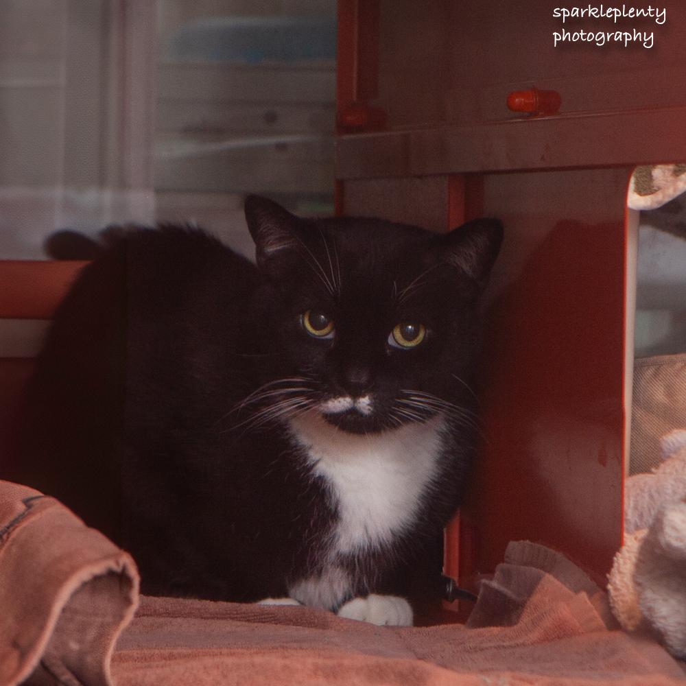 Buddy, an adoptable Domestic Short Hair in Ridgefield, CT image 1/2