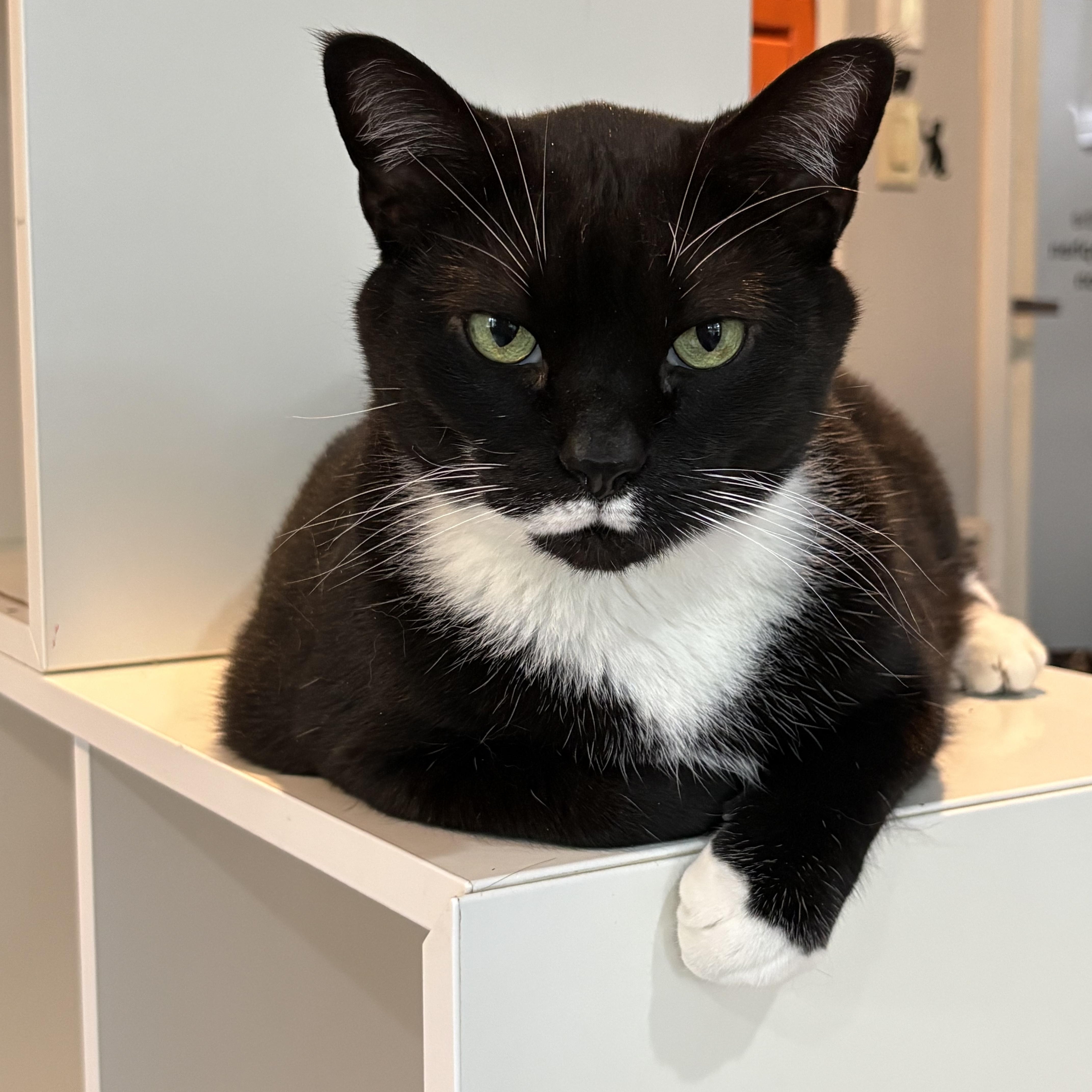 Enlarge Buddy, a Adoptable Domestic Short Hair in Ridgefield, CT image 3/5