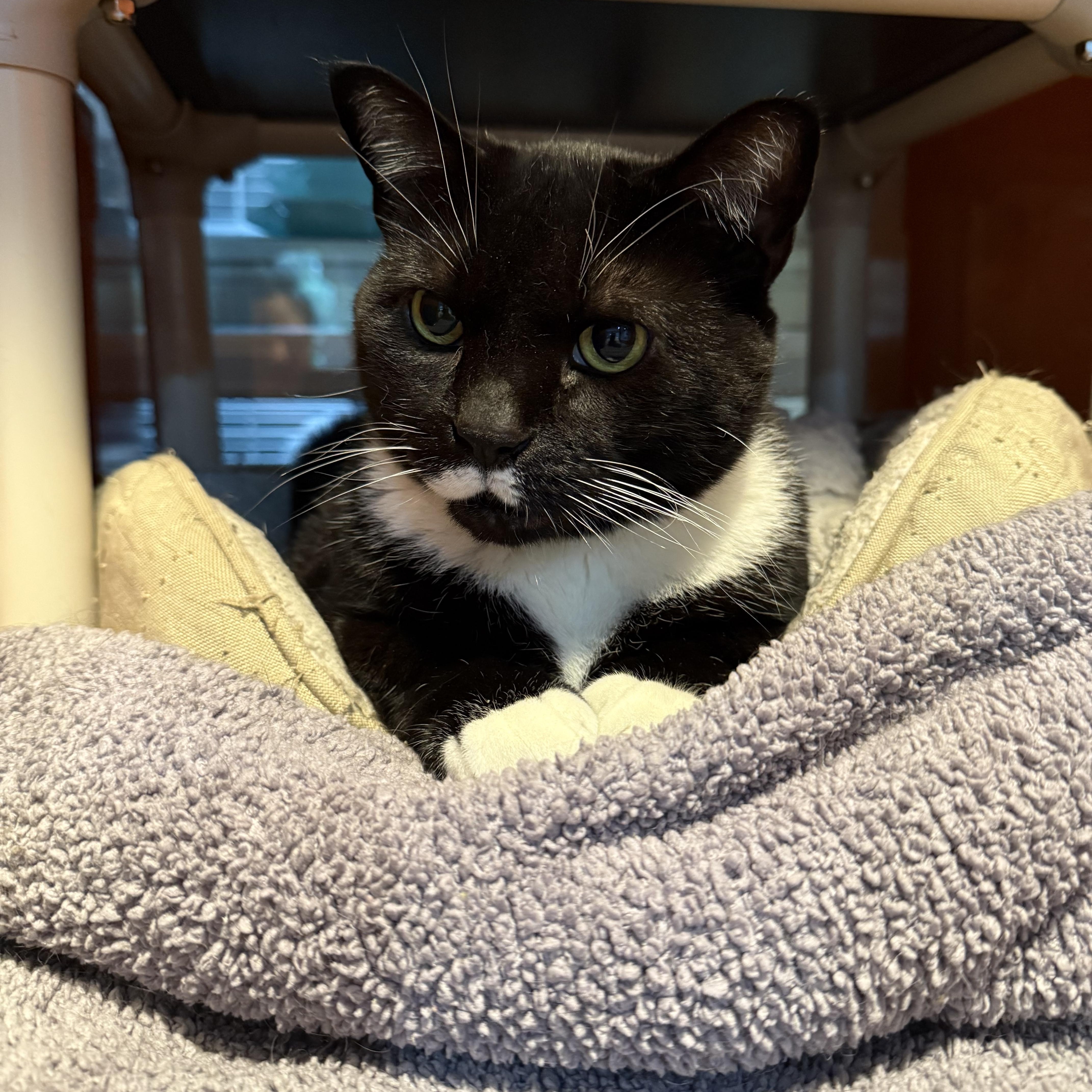 Enlarge Buddy, a Adoptable Domestic Short Hair in Ridgefield, CT image 5/5