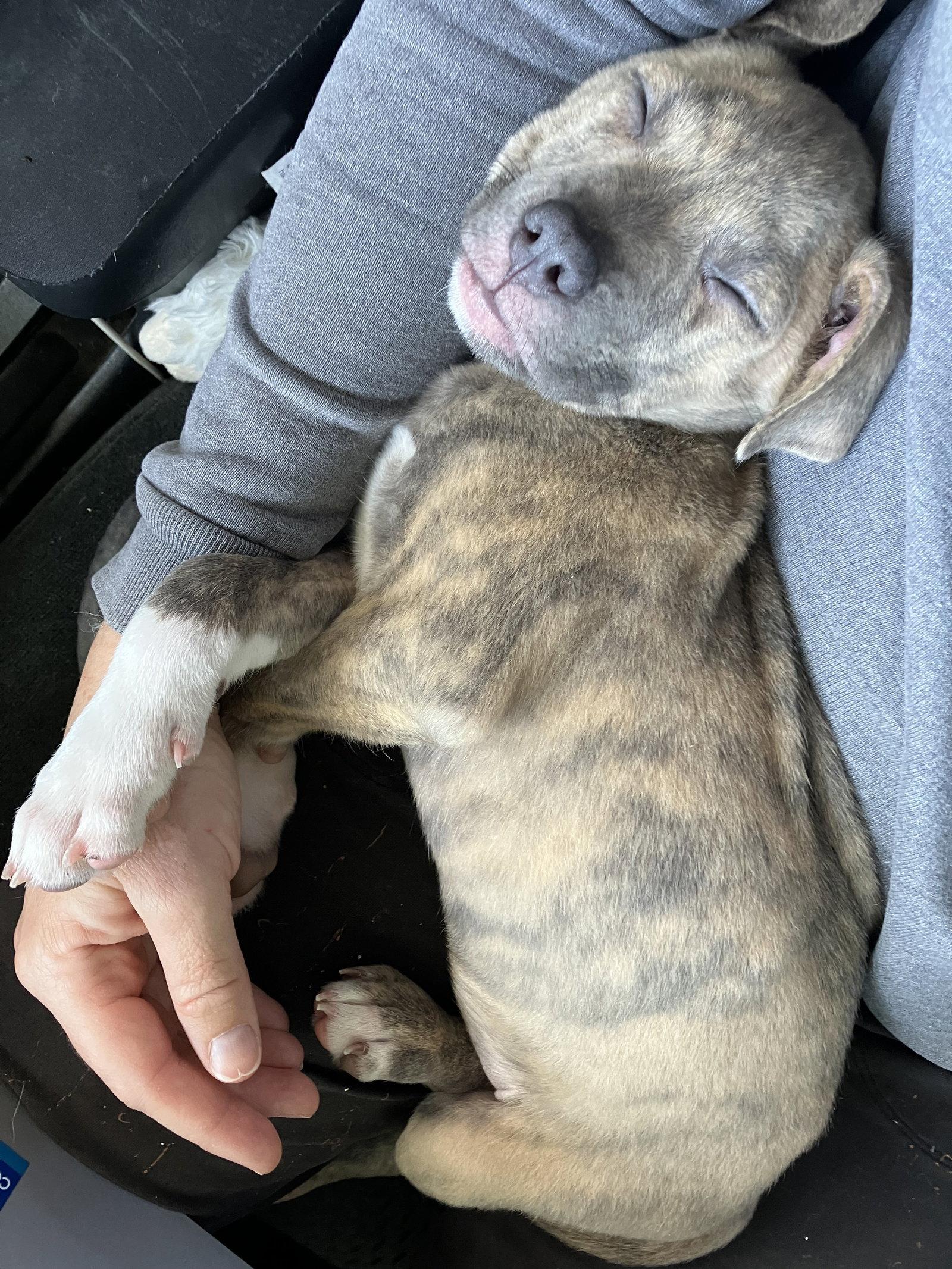 Zion, a Adopted mixed breed in Davis, CA image 1/3