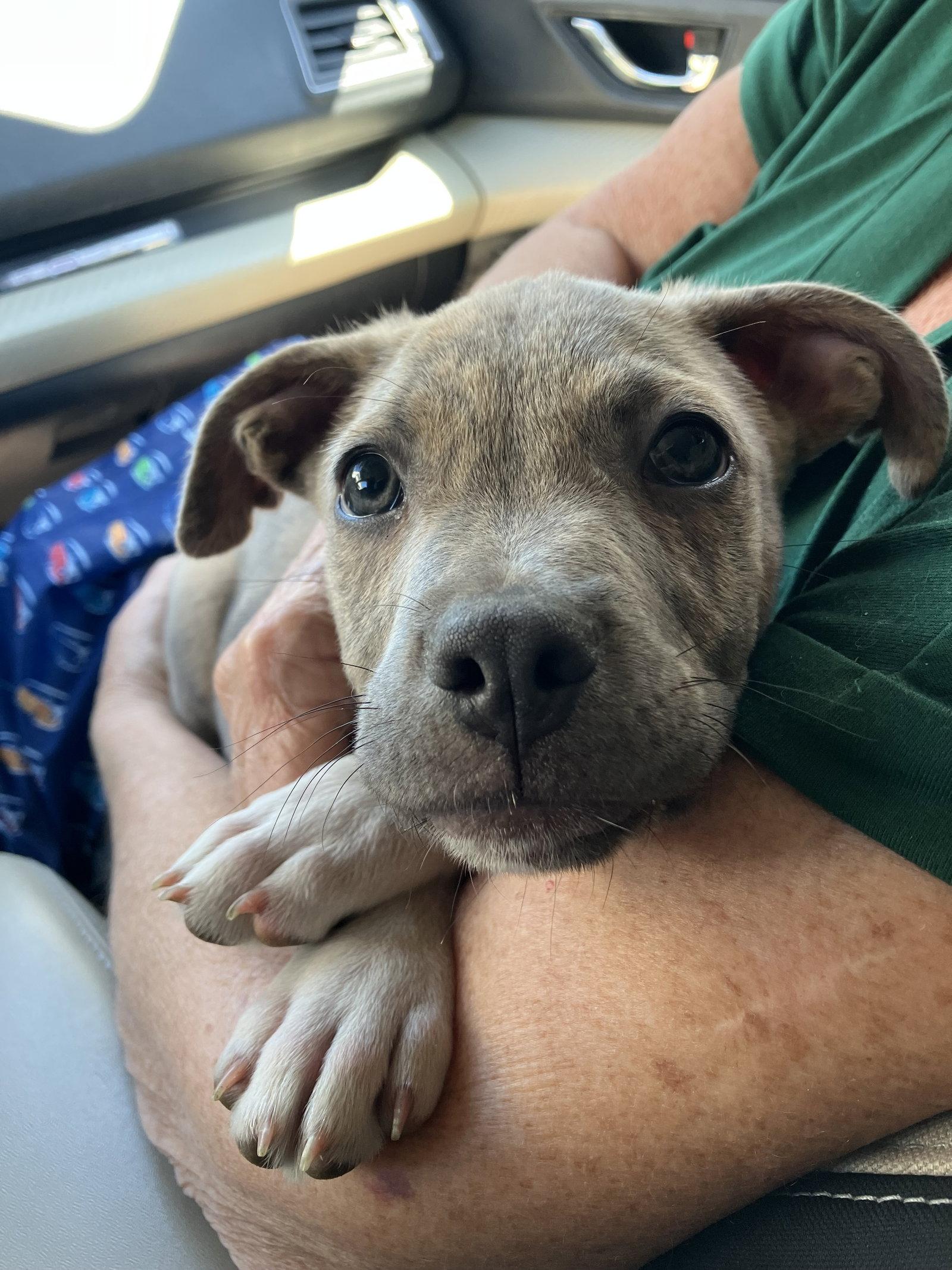 Zion, a Adopted mixed breed in Davis, CA image 3/3