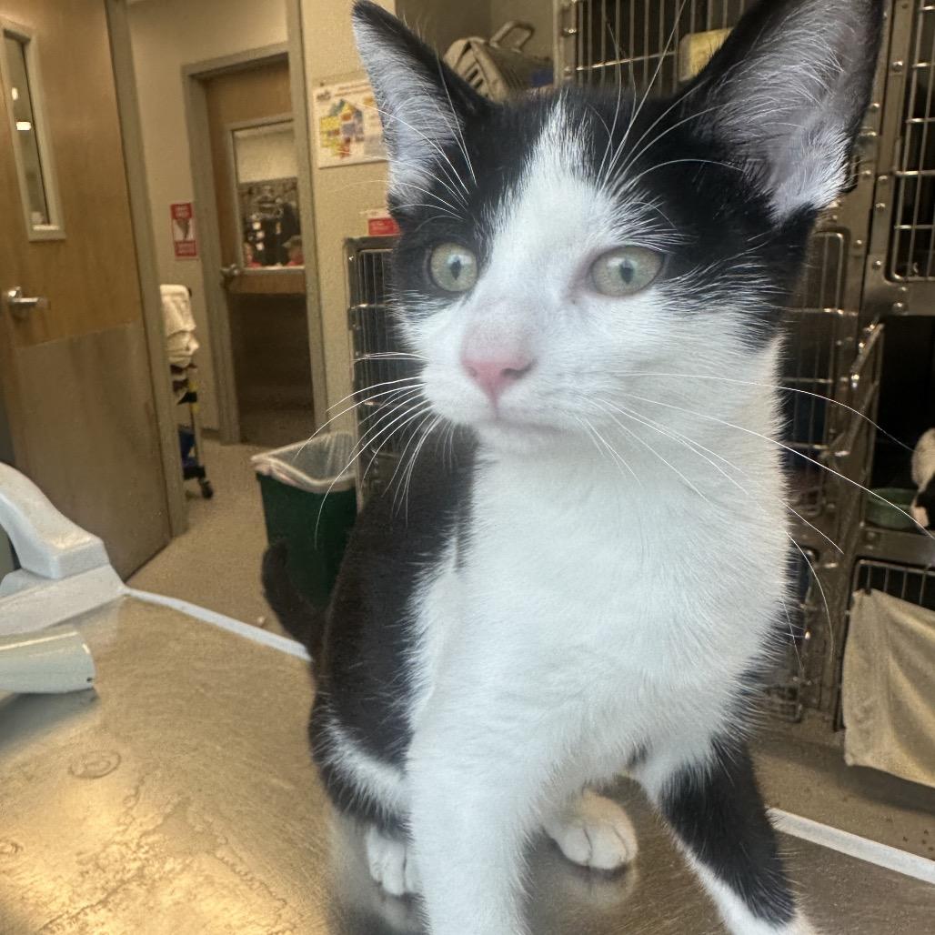 Harry, Adoptable, Young Male Domestic Short Hair.