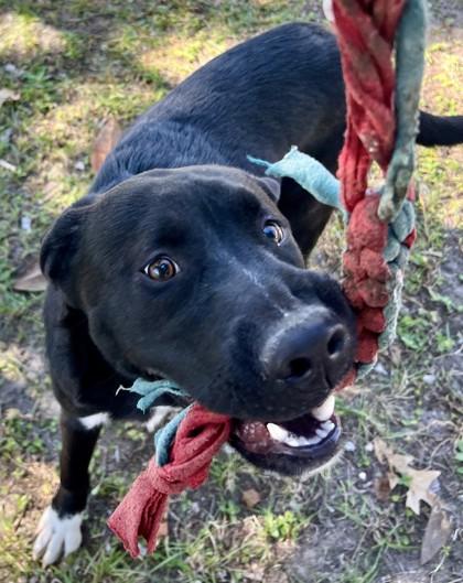 Molesley, Adoptable, Young Male Labrador Retriever & Mixed Breed.