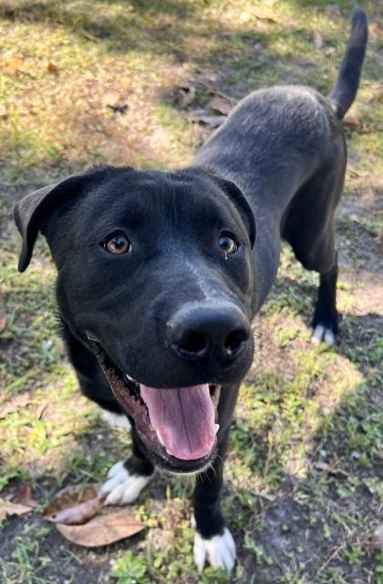 Enlarge Molesley, a Adoptable mixed breed in Savannah, GA image 2/3