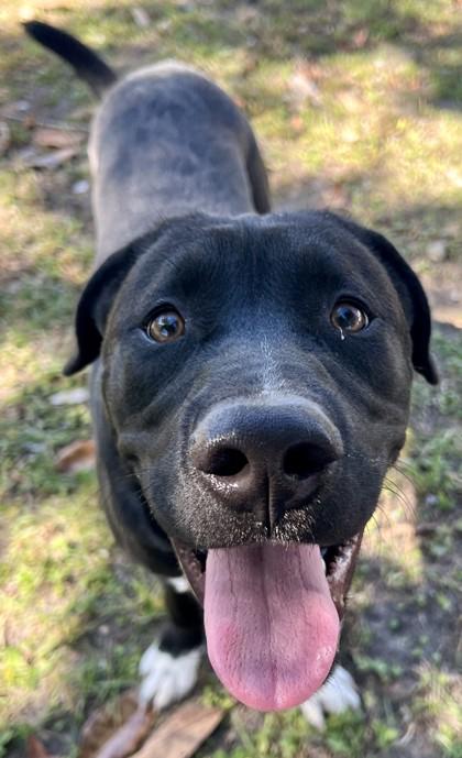 Enlarge Molesley, a Adoptable mixed breed in Savannah, GA image 3/3