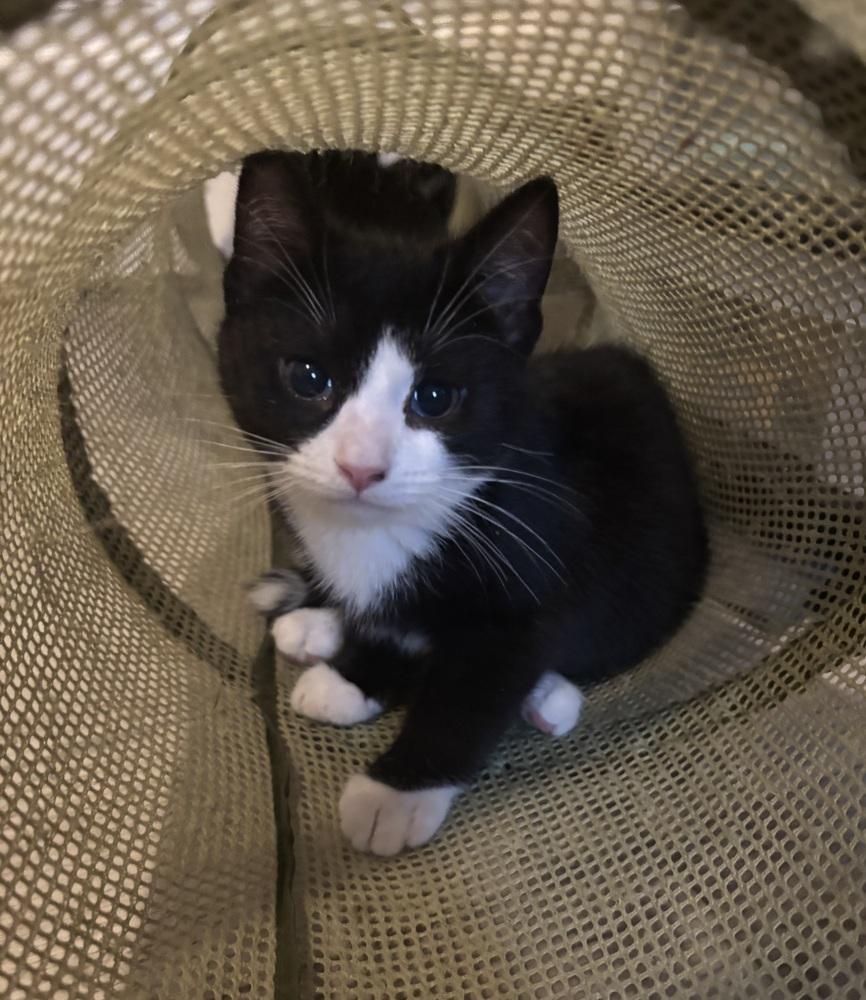 Jess, Adoptable, Kitten Female Domestic Short Hair.