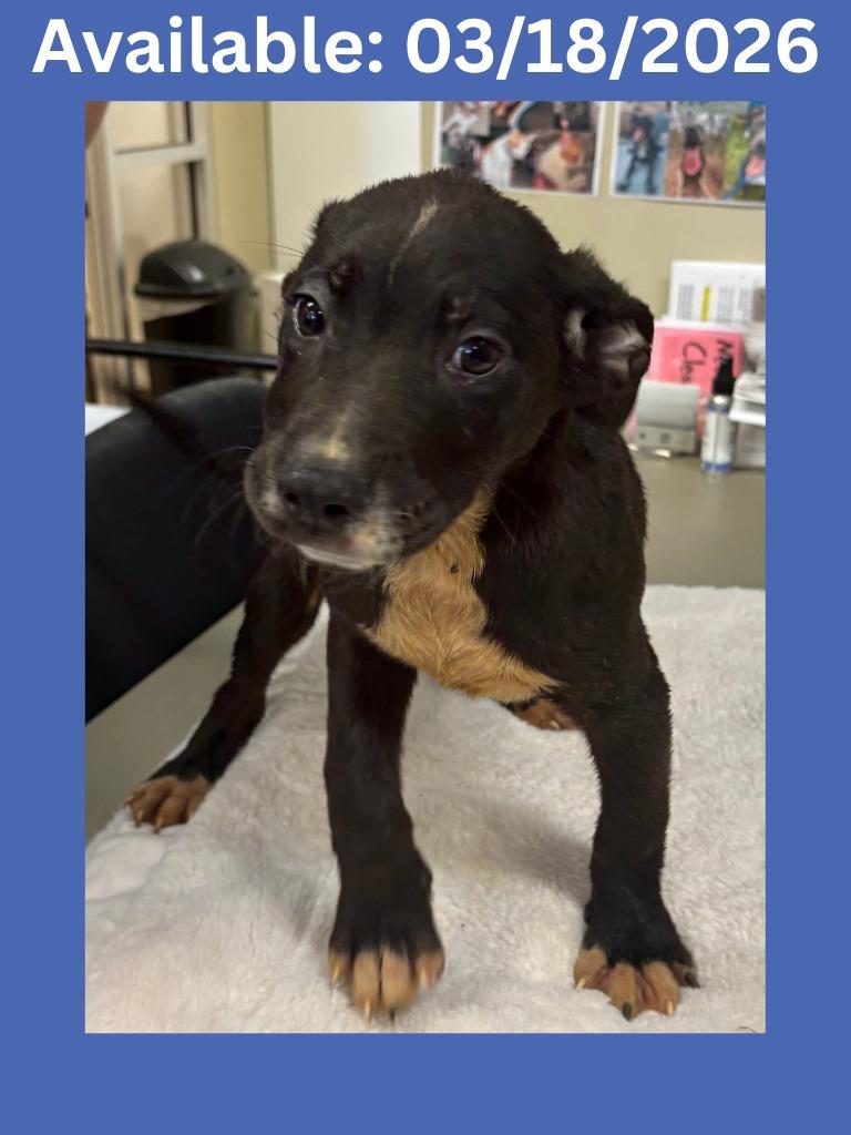 Enlarge Dog Kennel #15, a Adoptable mixed breed in Greenville, TX image 1/1