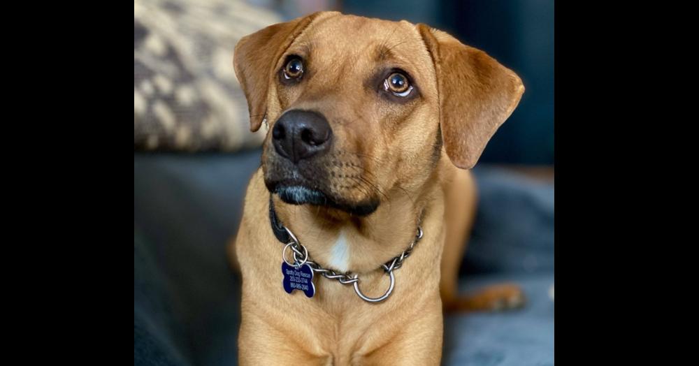 Alexa, Adoptable, Puppy Female Hound.