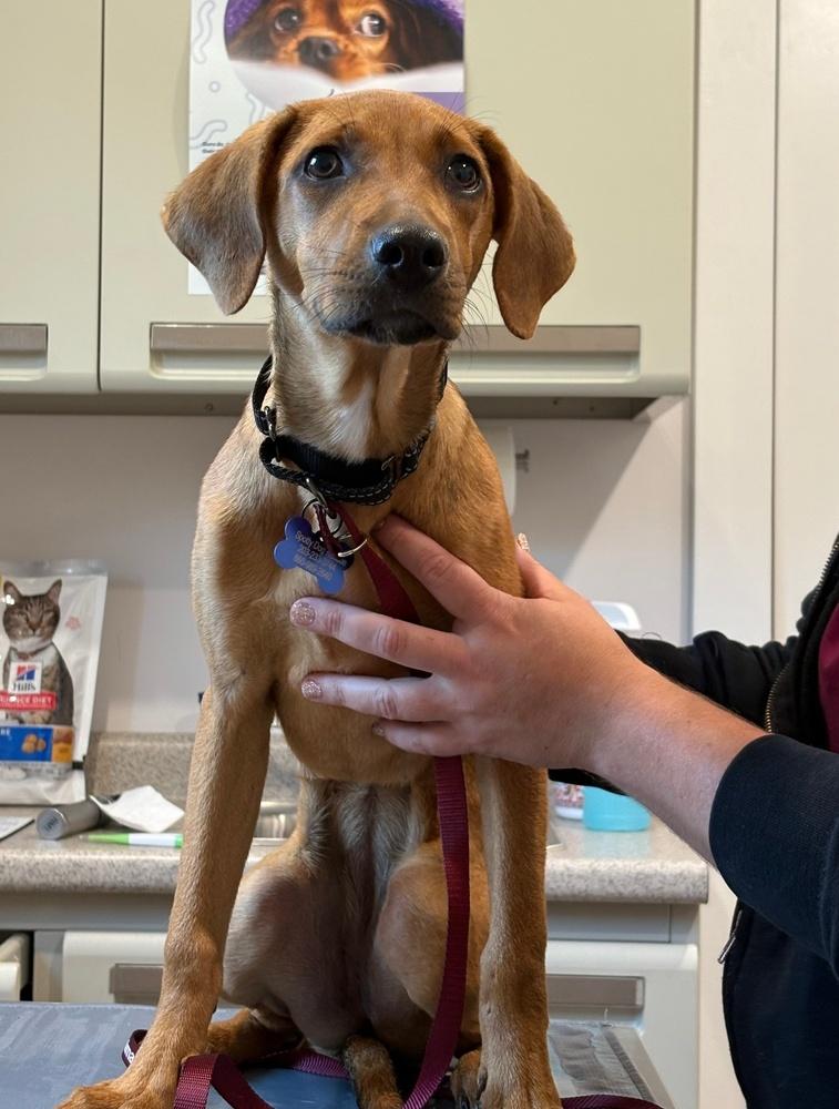 Enlarge Alexa, a Adoptable mixed breed in Waterbury, CT image 1/5