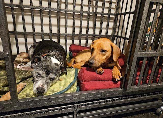 Enlarge Alexa, a Adoptable mixed breed in Waterbury, CT image 2/6