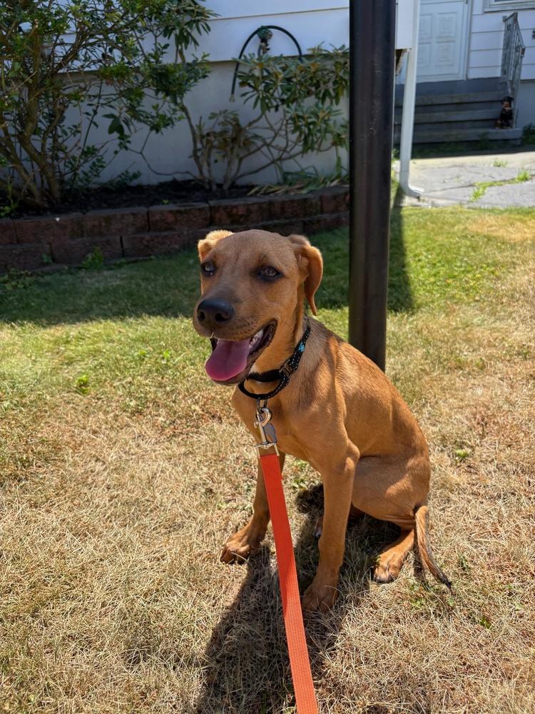 Enlarge Alexa, a Adoptable mixed breed in Waterbury, CT image 2/5