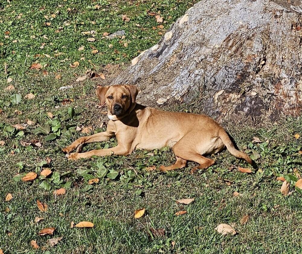 Enlarge Alexa, a Adoptable mixed breed in Waterbury, CT image 3/6