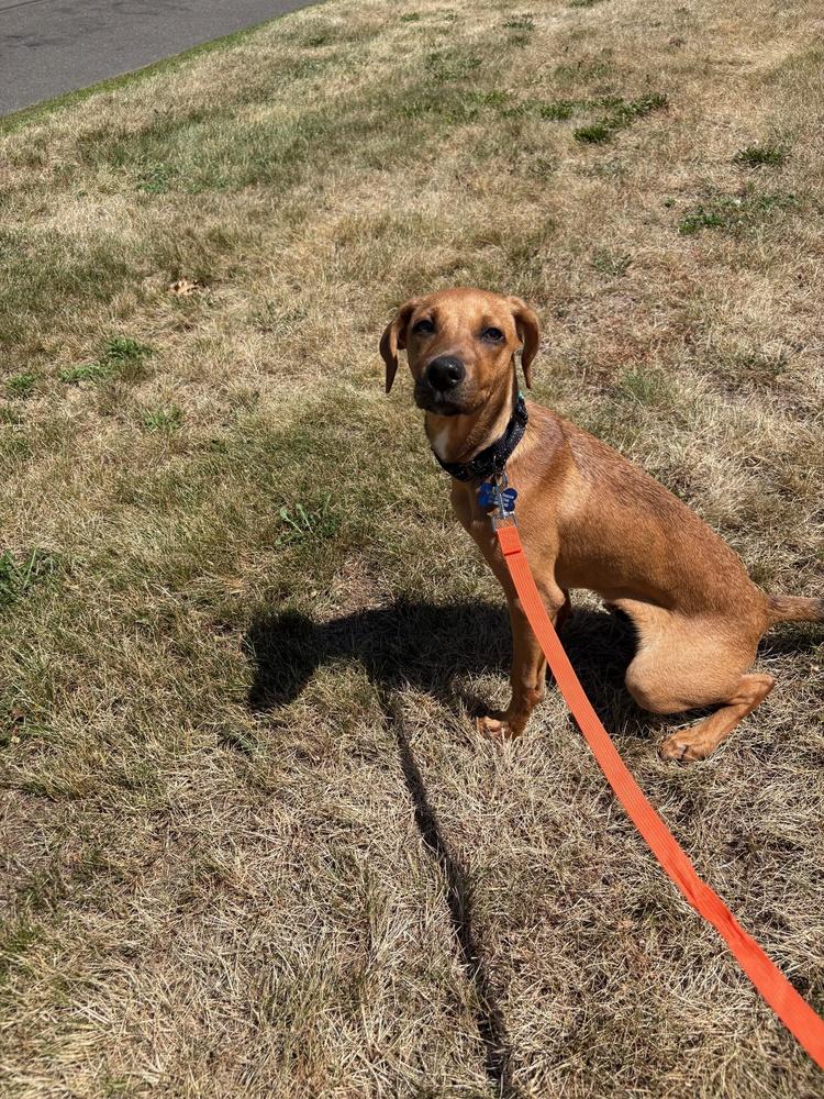 Enlarge Alexa, a Adoptable mixed breed in Waterbury, CT image 3/5