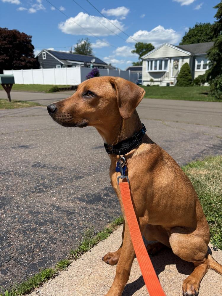 Enlarge Alexa, a Adoptable mixed breed in Waterbury, CT image 4/5