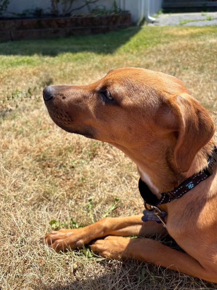 Enlarge Alexa, a Adoptable mixed breed in Waterbury, CT image 5/5