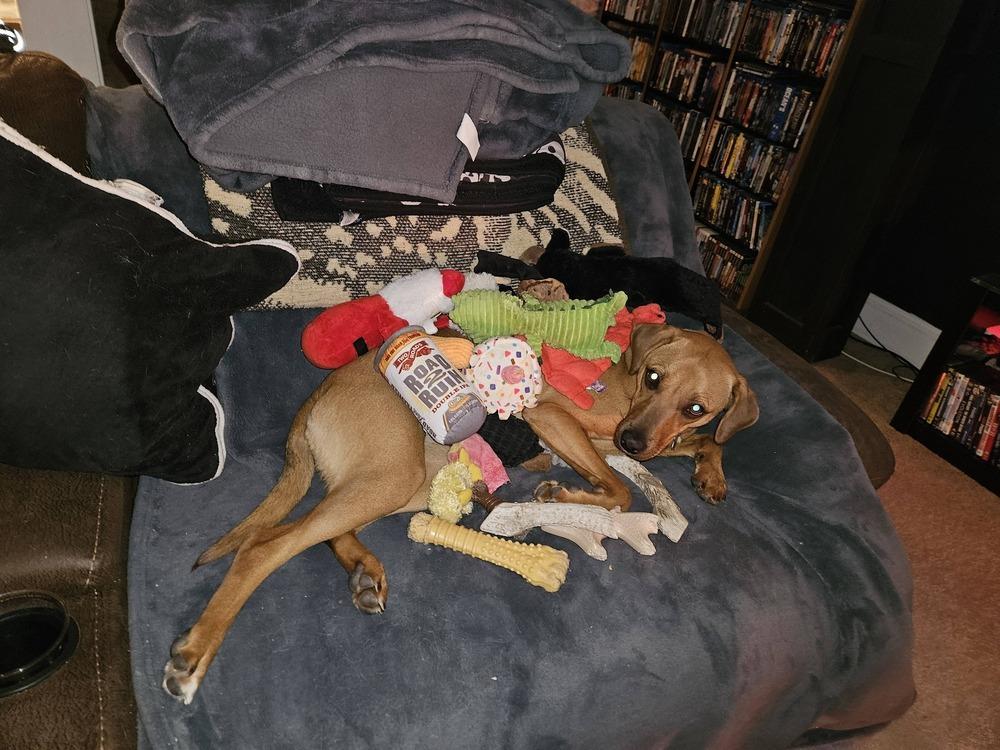 Enlarge Alexa, a Adoptable mixed breed in Waterbury, CT image 5/6