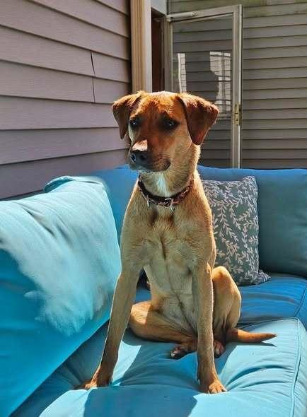 Enlarge Alexa, a Adoptable mixed breed in Waterbury, CT image 6/6