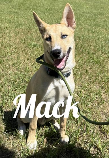 Mack, ADOPTABLE, Young Male Husky & Labrador Retriever.
