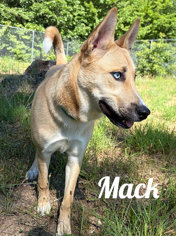 Mack, ADOPTABLE, Young Male Husky & Labrador Retriever.