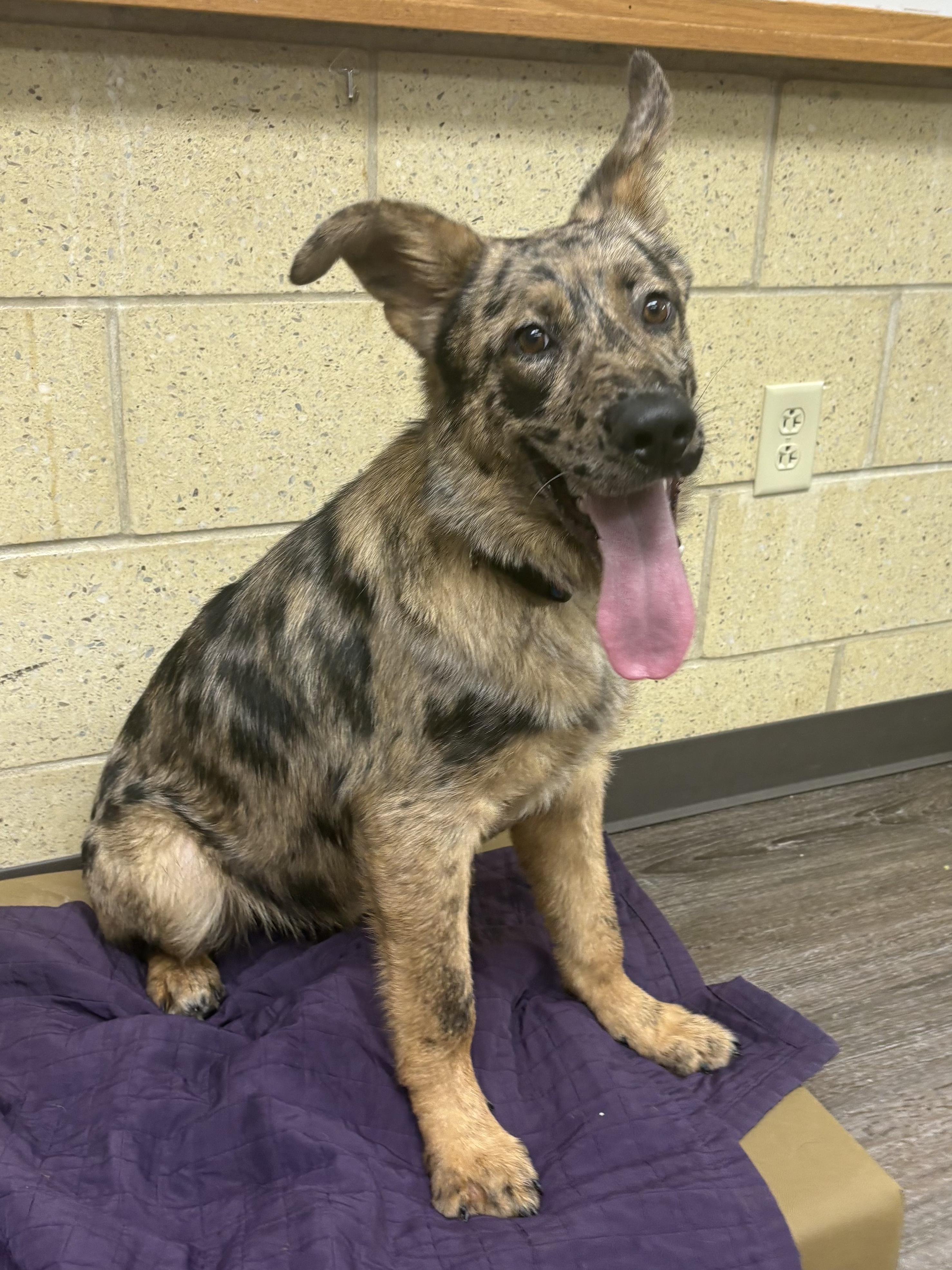 Edwin, an adopted mixed breed in Mansfield, OH image 3/4