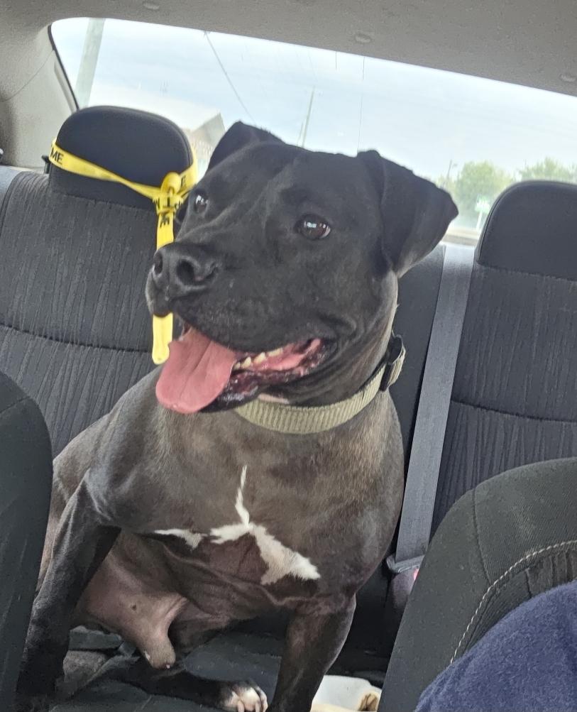 Texas, ADOPTABLE, Adult Male Mixed Breed.