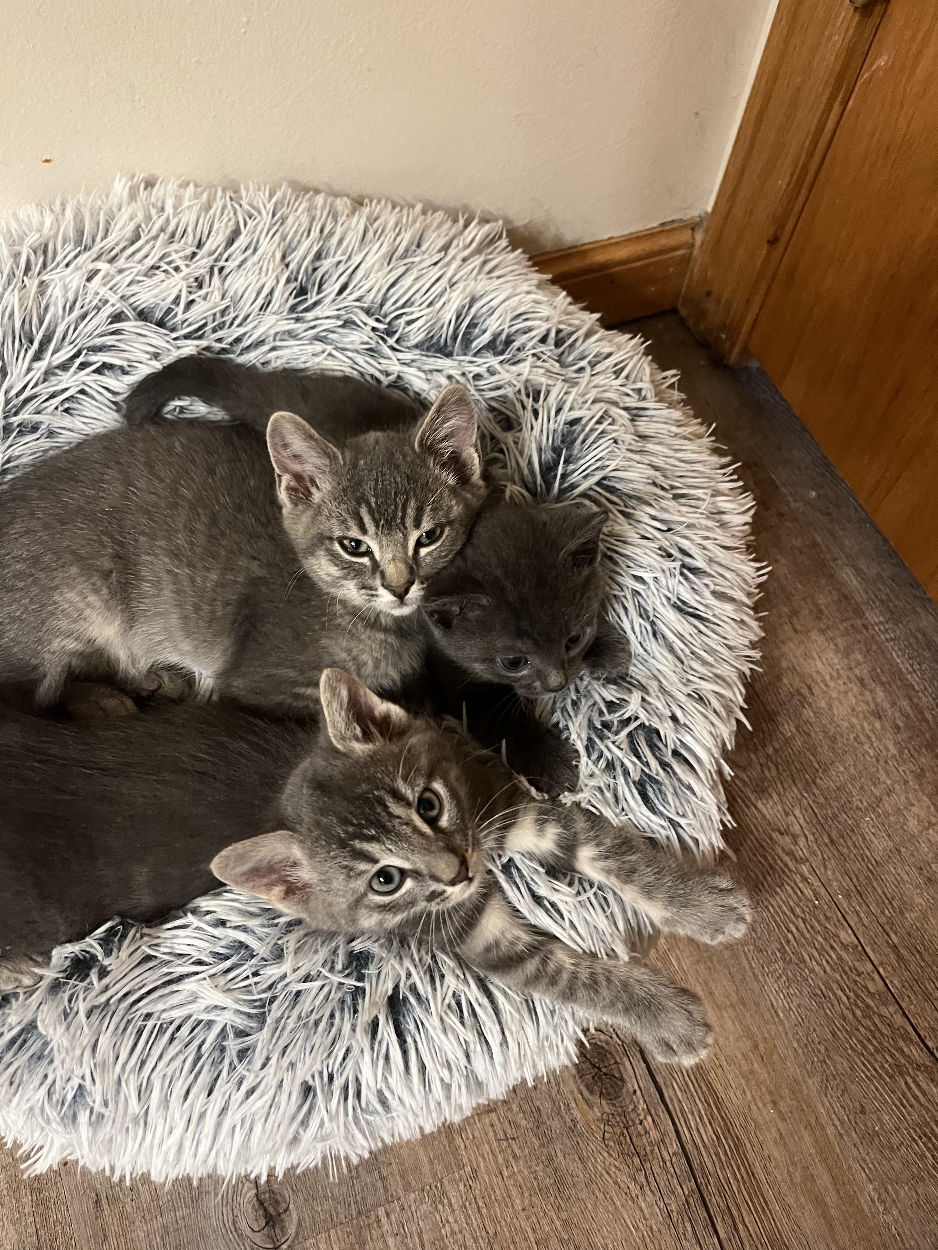 Enlarge Freddie and Timmy, a Adoptable Domestic Short Hair in Chaska, MN image 3/6