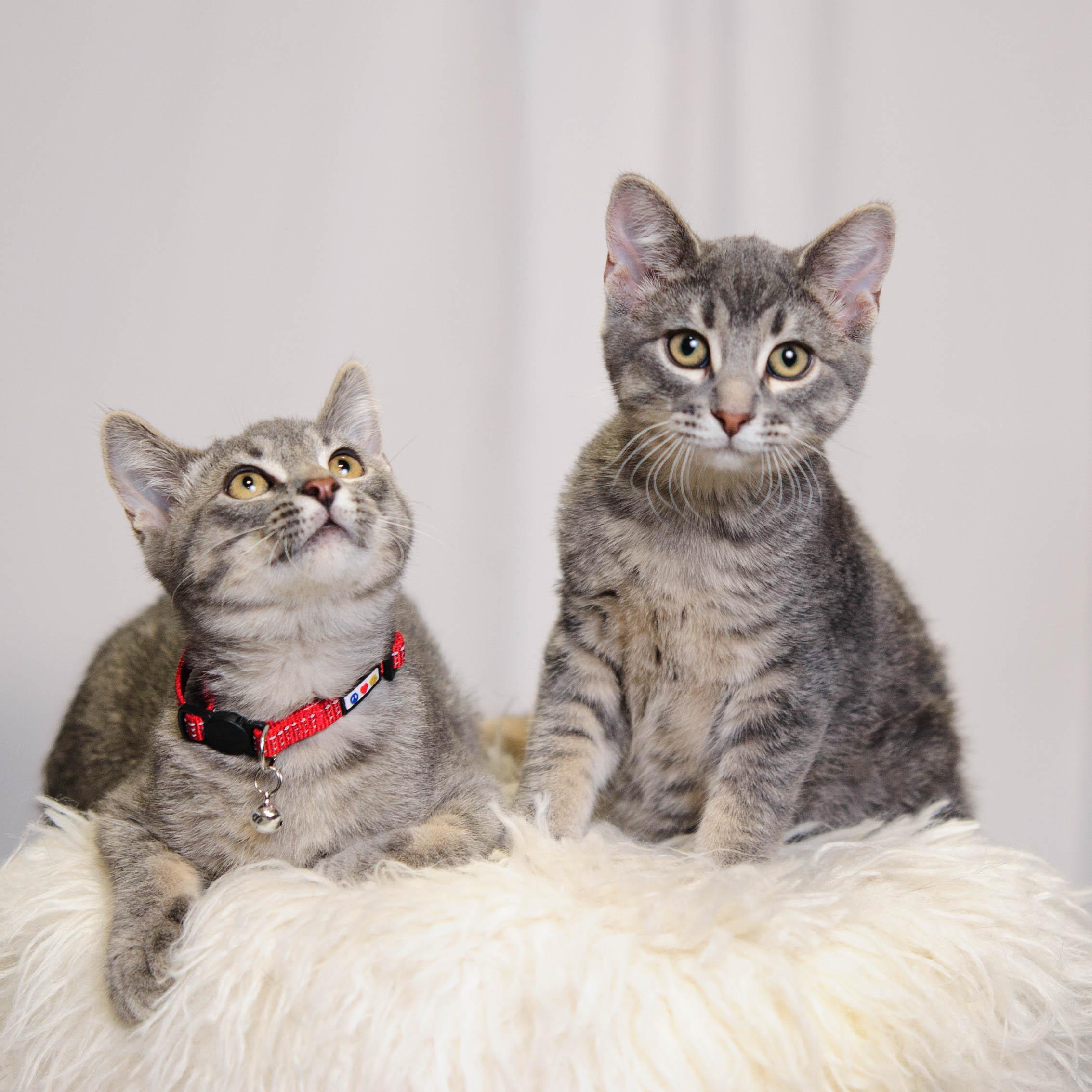 Enlarge Freddie and Timmy, a Adoptable Domestic Short Hair in Chaska, MN image 6/6