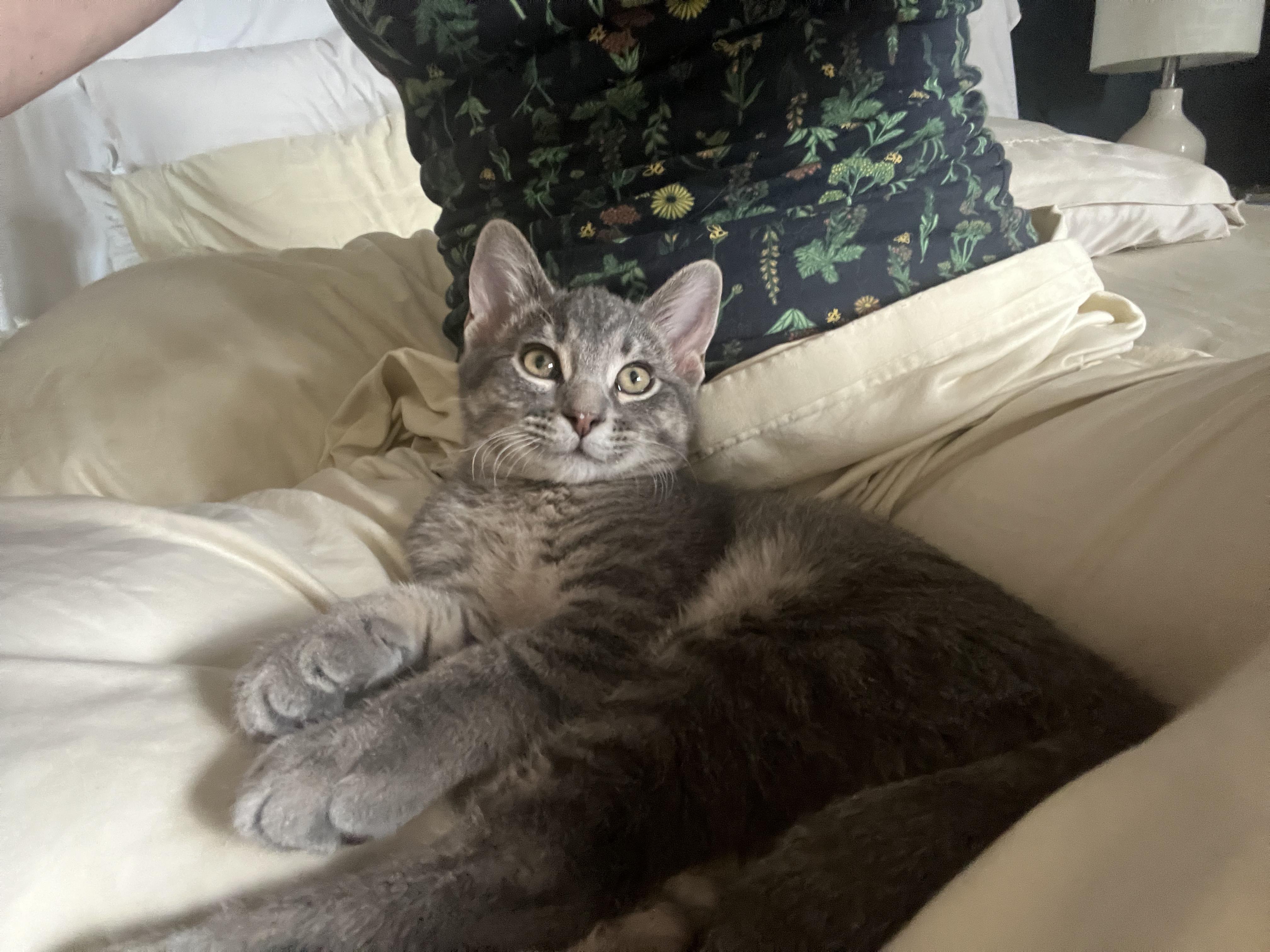 Enlarge Freddie and Timmy, a Adoptable Domestic Short Hair in Chaska, MN image 4/6