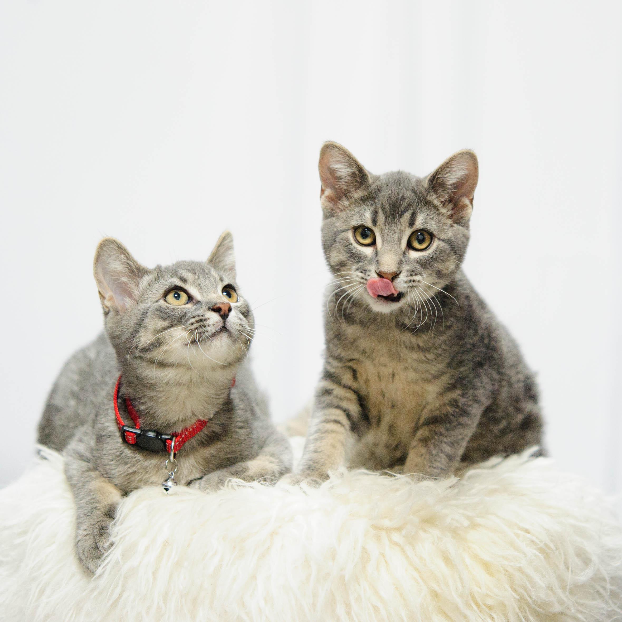 Freddie and Timmy, Adoptable, Kitten Male Domestic Short Hair.