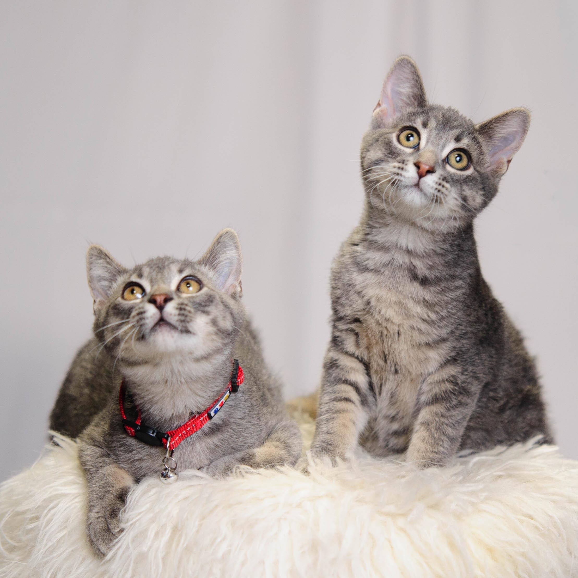 Enlarge Freddie and Timmy, a Adoptable Domestic Short Hair in Chaska, MN image 2/6