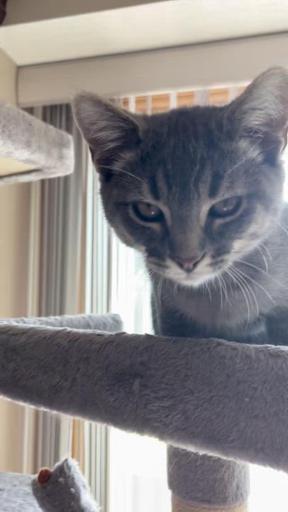 Enlarge Freddie and Timmy, a Adoptable Domestic Short Hair in Chaska, MN video 5/6