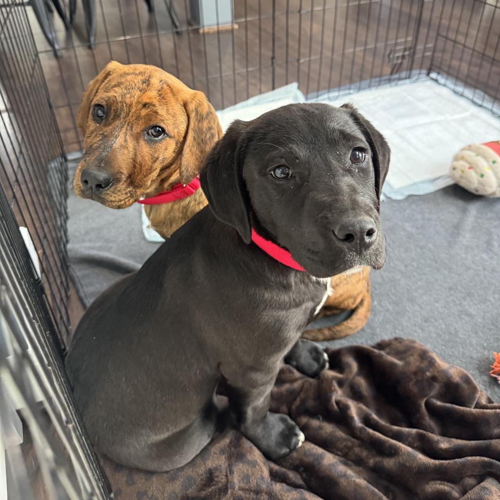 Enlarge Midnight, a Adoptable mixed breed in Fairfax, VA image 1/5